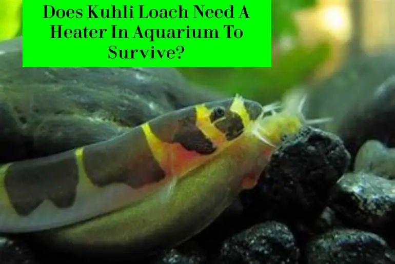 does kuhli loach need heater