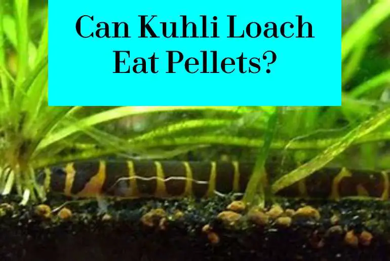 kuhli loach eat pellets
