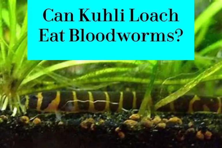 kuhli loach eat bloodworms