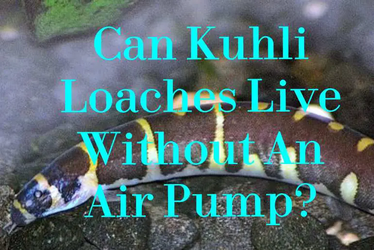 can kuhli loach live without air pump