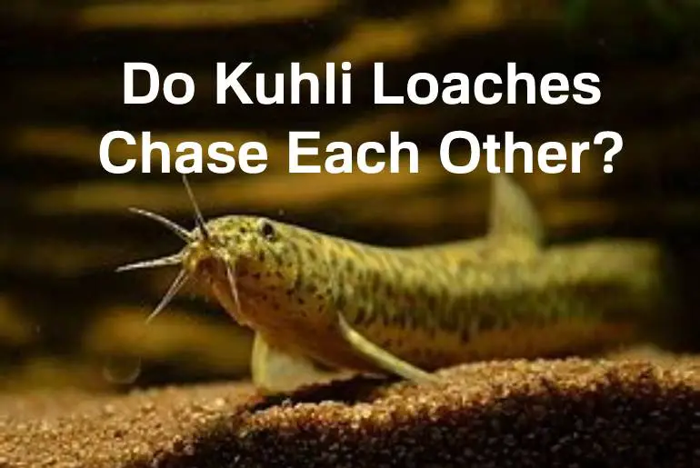 kuhli loach chase each other
