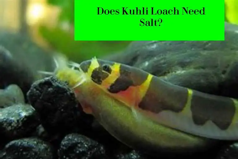 does Kuhli Loach Need Salt