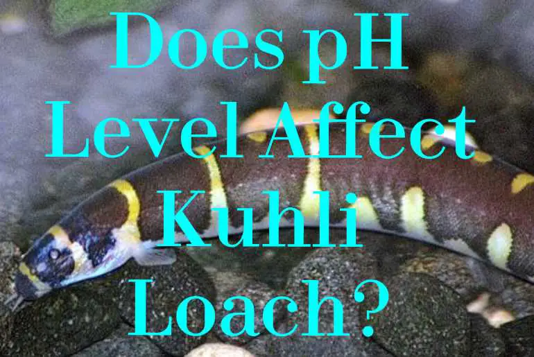 ph level affect kuhli loach