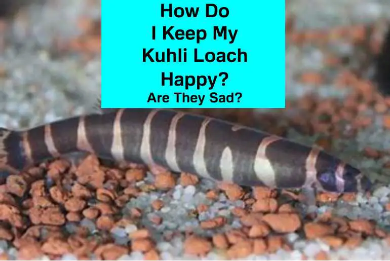 Kuhli Loach Happy
