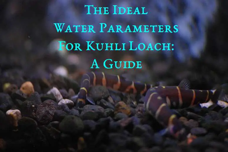 ideal water parameters kuhli loach