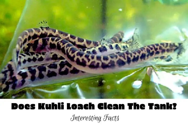 kuhli loach clean the tank