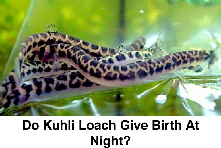 kuhli loach give birth at night