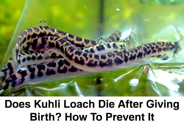 kuhli loach die after giving birth