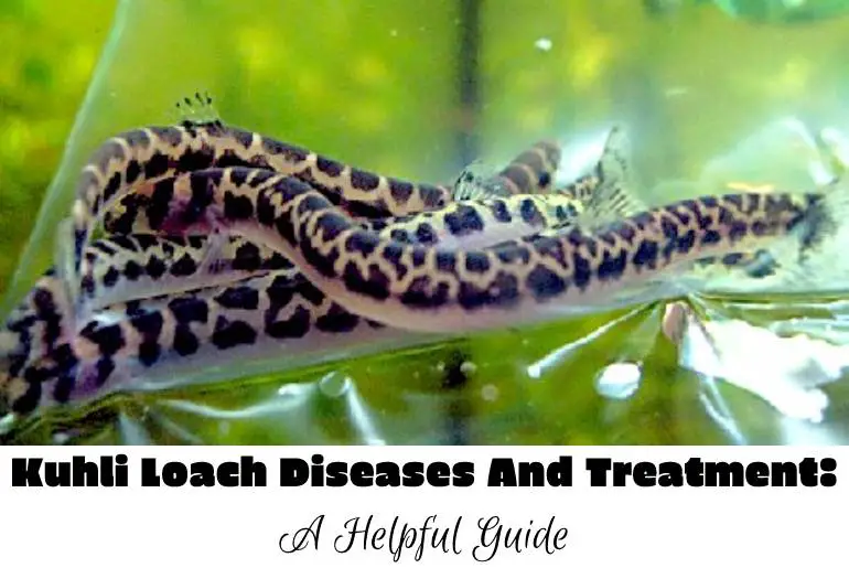 Kuhli Loach Diseases And Treatment