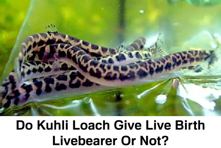 Kuhlli Loach give live birth