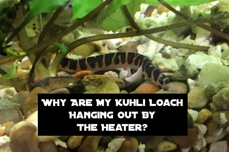 kuhli loach hanging by the heater