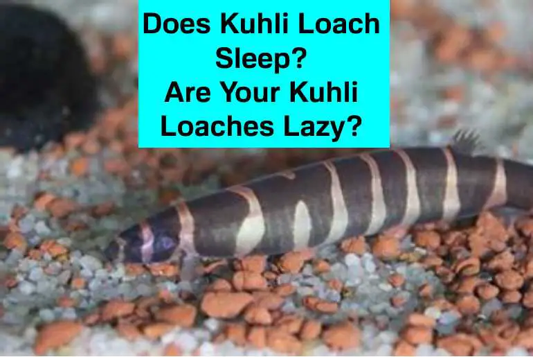 kuhli loach sleep