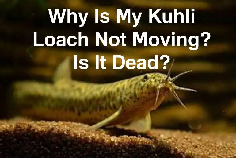 kuhli loach not moving