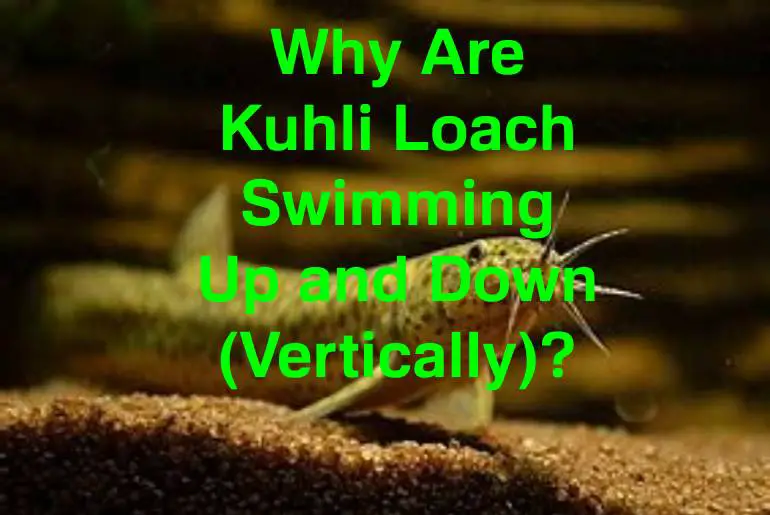 kuhli loach swimming vertically