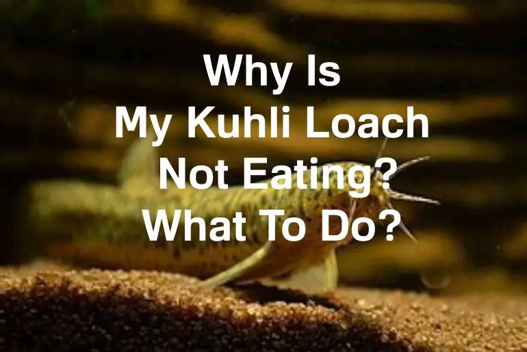 kuhli loach not eating