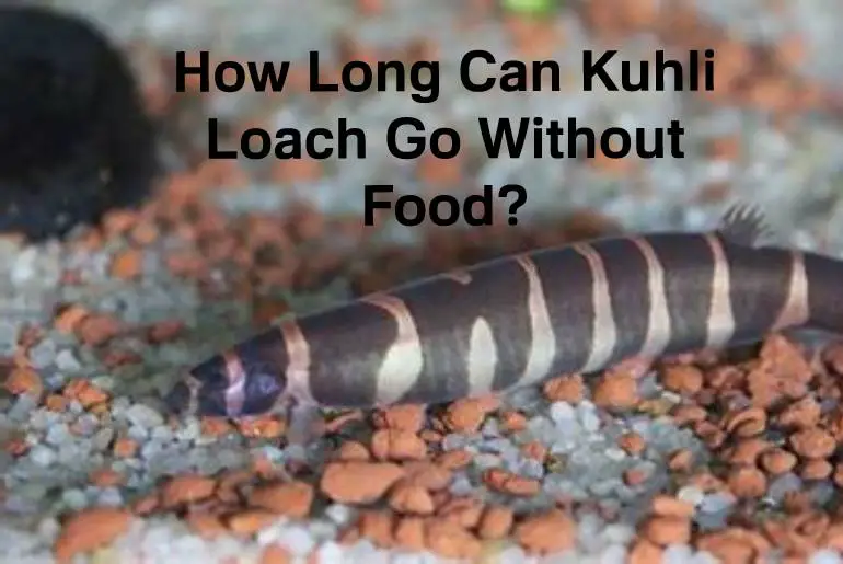 kuhli loach without food