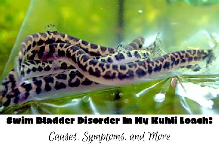 swim bladder disorder in kuhli loach