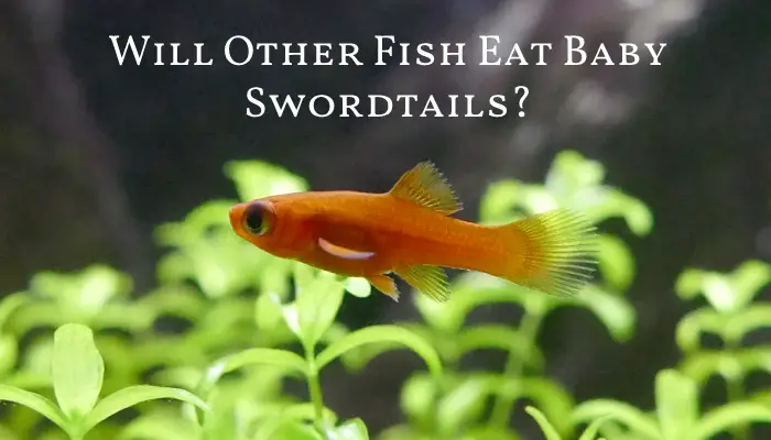 Will Other Fish Eat Baby Swordtails?