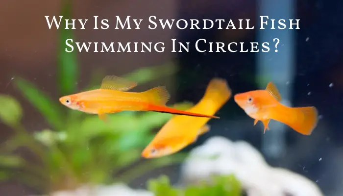 Why Is My Swordtail Swimming In Circles?