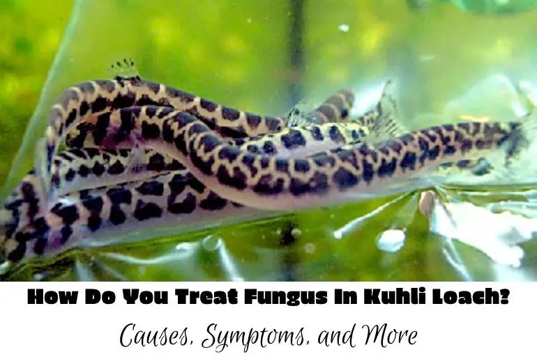 treat fungus in kuhli loach