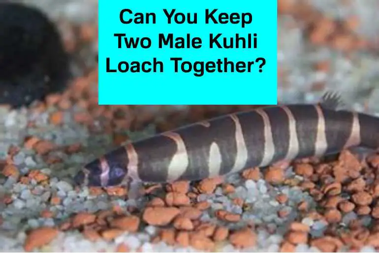 two male kuhli loaches together