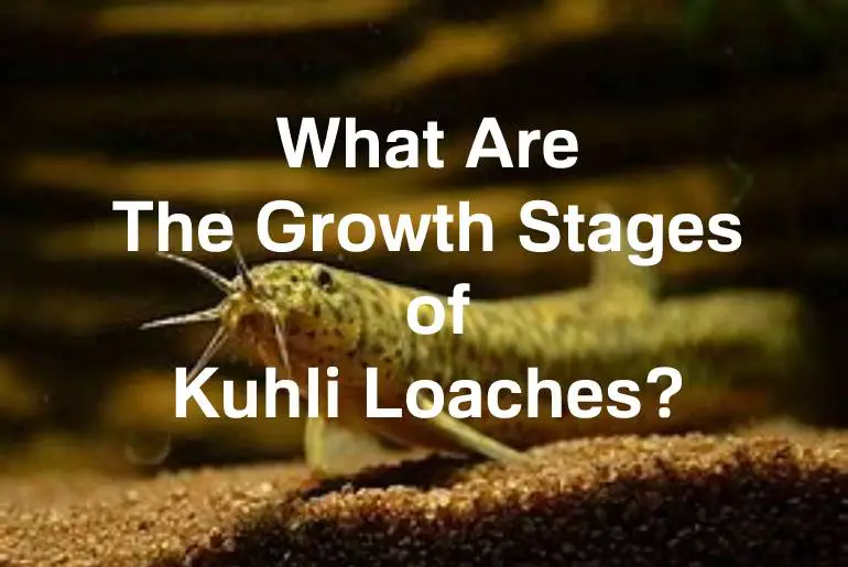 growth stages of kuhli