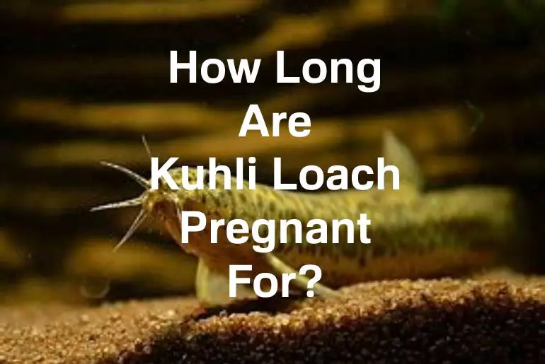 how long are kuhli loach pregnant
