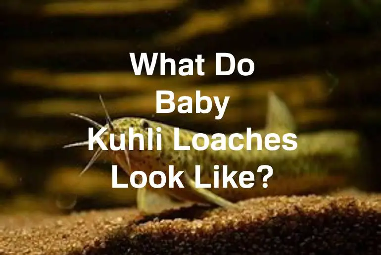 baby kuhli loach look like