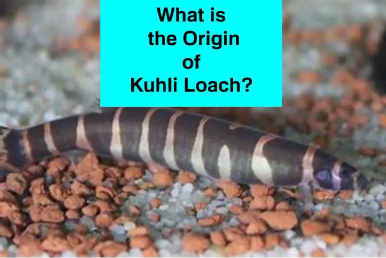 origin of kuhli loach