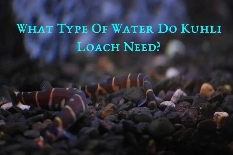 type of water for kuhli loach