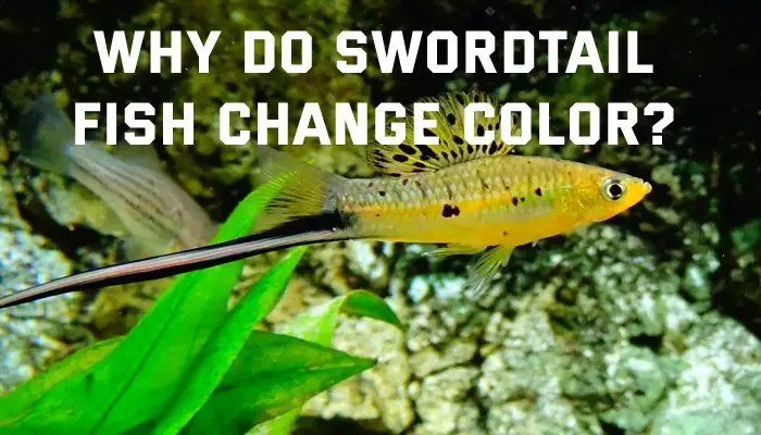 why-do-swordtail-fish-change-color-fish-keeping-guide