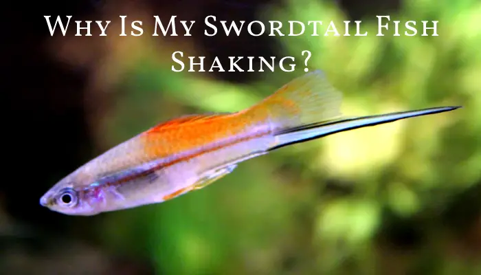 Why Is My Swordtail Fish Shaking?