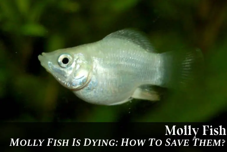 Molly Fish Is Dying: How To Save Them