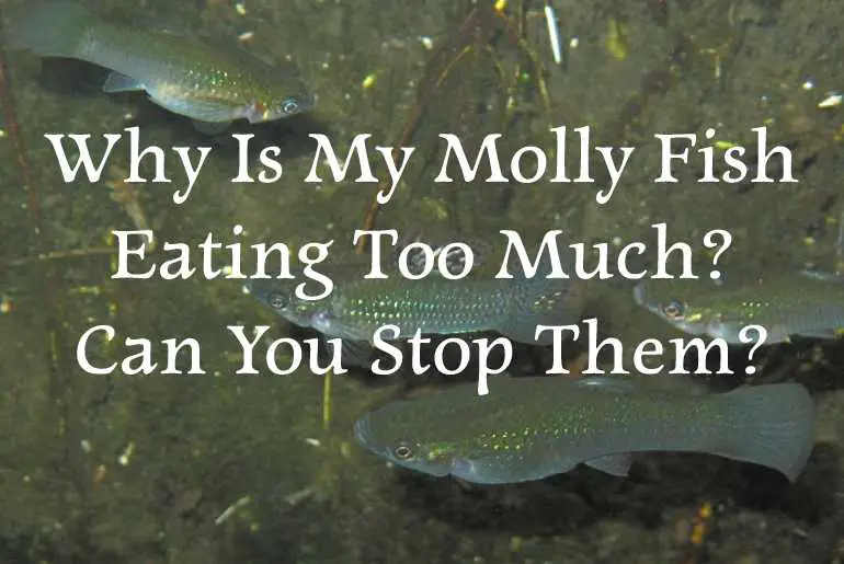 Why Is My Molly Fish Eating Too Much
