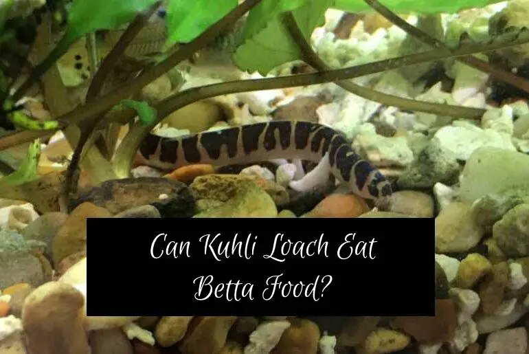 Can Kuhli Loach Eat Betta Food