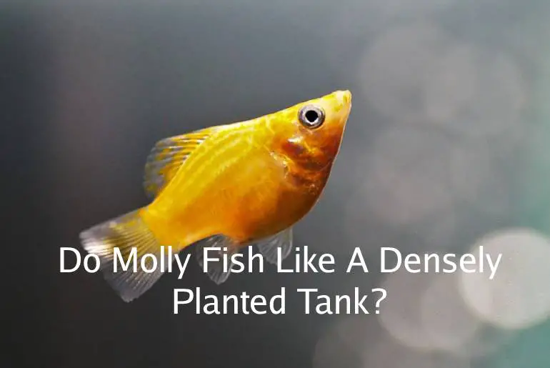 Do Molly Fish Like A Densely Planted Tank