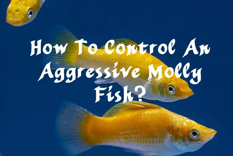 How To Control An Aggressive Molly Fish