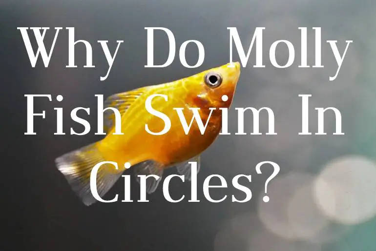 Why Do Molly Fish Swim In Circles