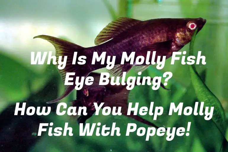 Why Is My Molly Fish Eye Bulging