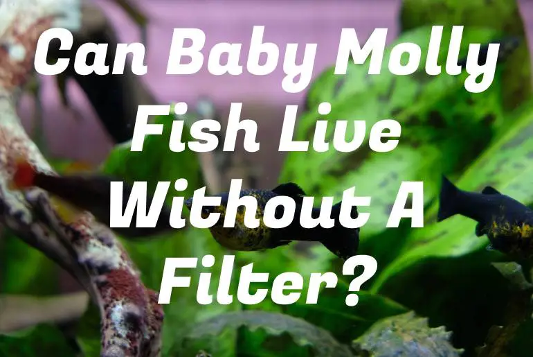 Can Baby Molly Fish Live Without A Filter?