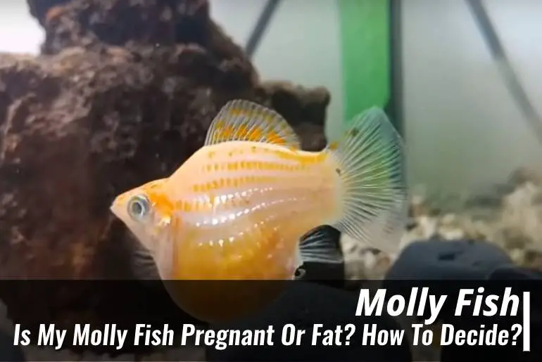 Is My Molly Fish Pregnant Or Fat