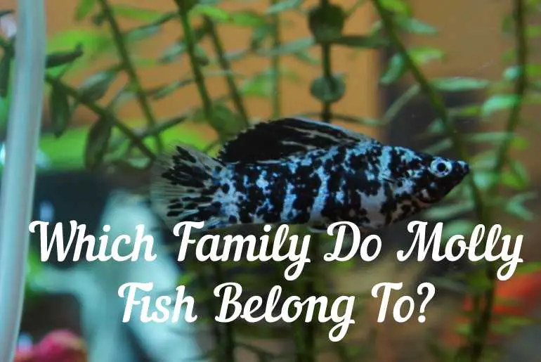 Which Family Do Molly Fish Belong To