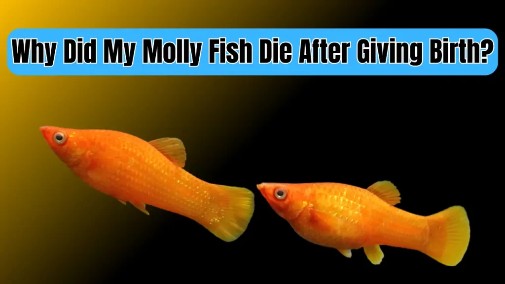 Why did Molly Fish Die after Giving Birth