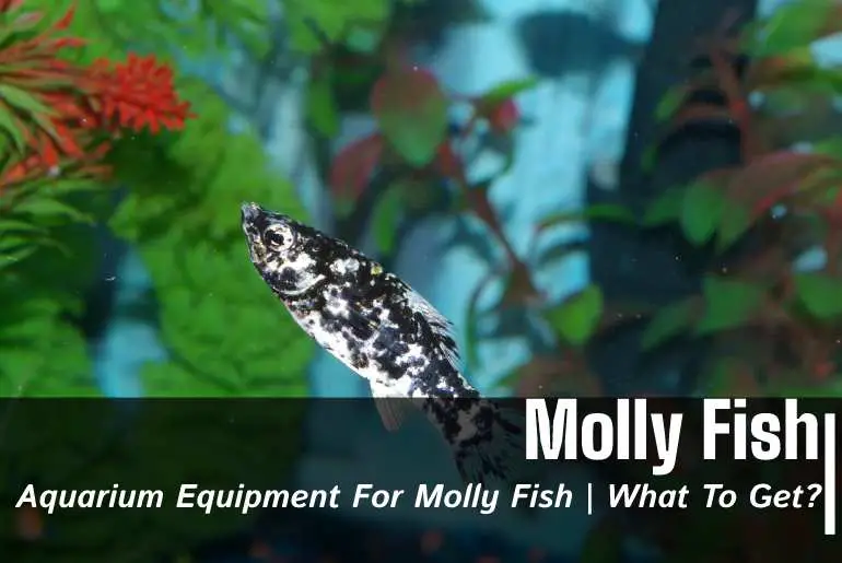 Aquarium Equipment For Molly Fish