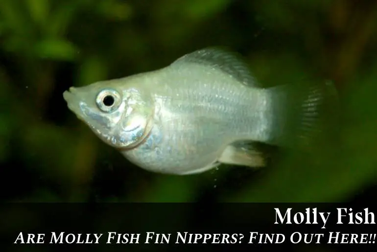 Are Molly Fish Fin Nippers