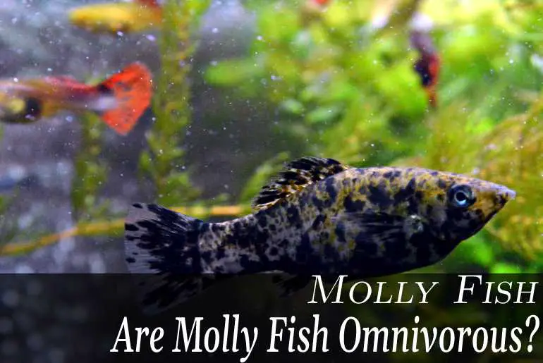 Are Molly Fish Omnivorous