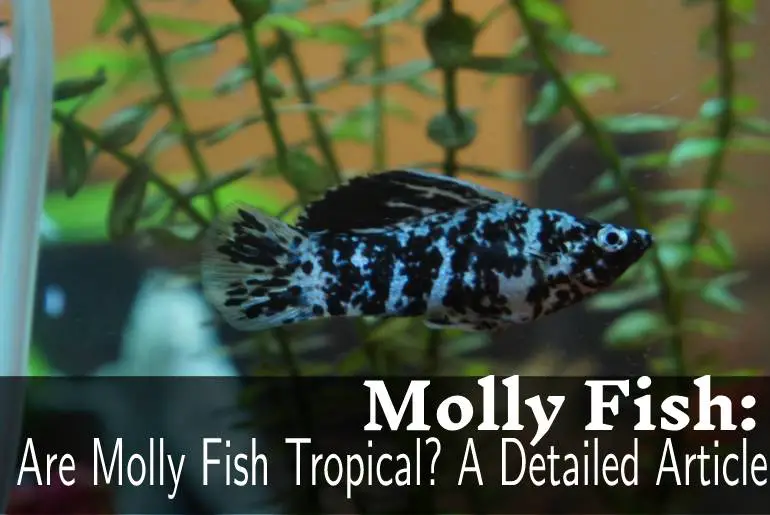 Are Molly Fish Tropical