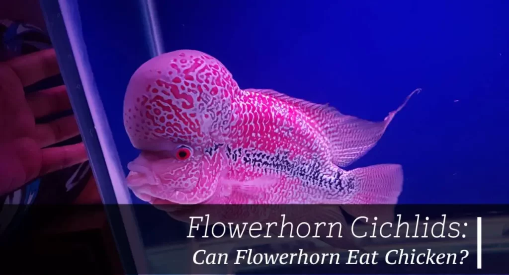 Can Flowerhorn Eat Chicken