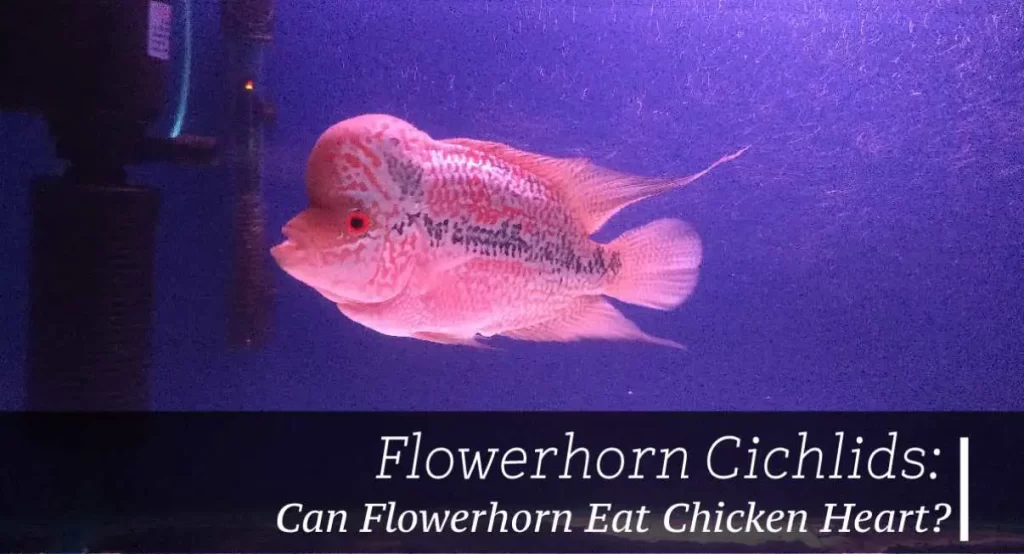 Can Flowerhorn Eat Chicken Heart?