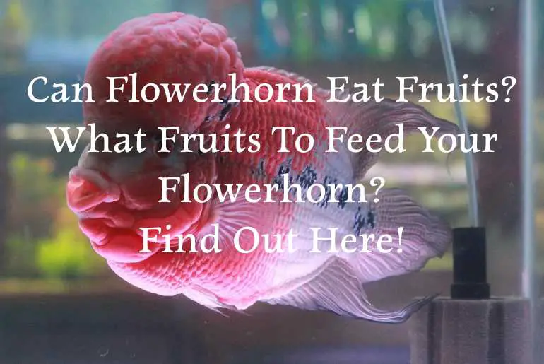 Can Flowerhorn Eat Fruits
